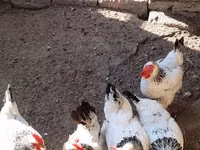 لاكنفيلدر — الصورة 2