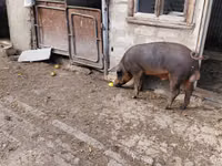 Vier, Porci — foto 1