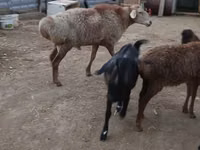 Ram, Hissar sheep — photo 2
