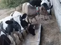 Toro, Russian Black pied cattle — foto 2