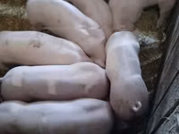 Porcs (lot, sexe non indiqué) — photo 4
