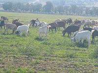 Schaf, Schafe — Foto 2