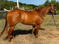 فرس, Quarter Horse — الصورة 6