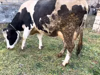 Sigir, Russian Black pied cattle — 4-rasm