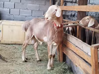 Bélier, Rhon sheep — photo 3