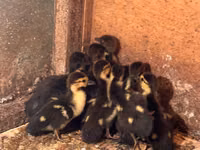 Ducks — foto 3