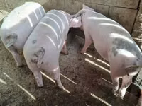 Schweine (Partie, Geschlecht nicht angegeben), Schweine — Foto 2