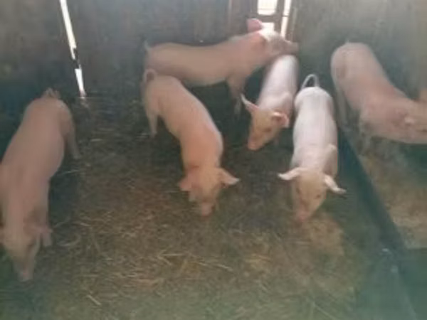 Säue, Schweine