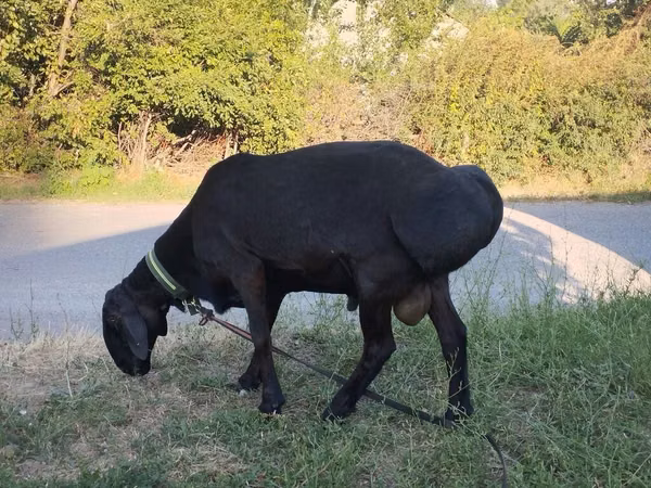 Carneiro, Edilbay sheep