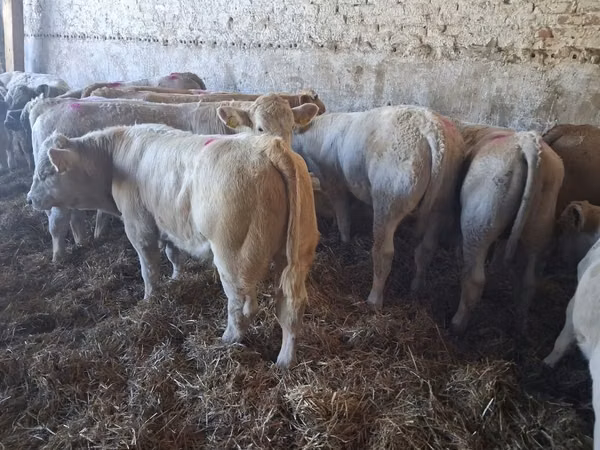Bulle, Charolais cattle