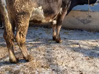 Vache, Race Alatauskaya — photo 7