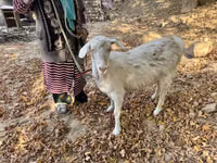 Capră, Alpine goat — foto 3
