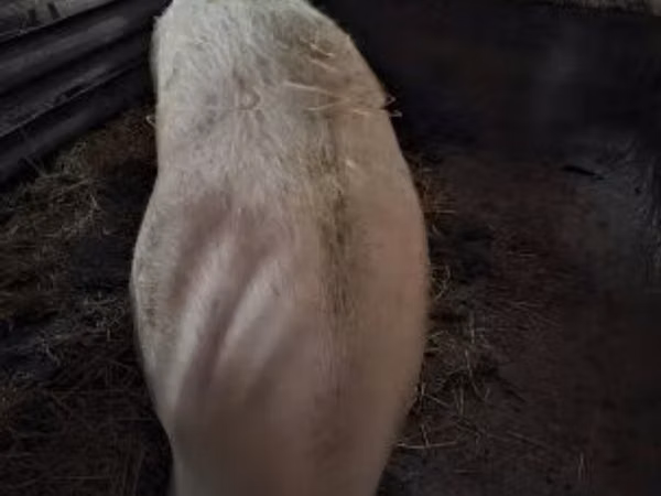 Säue, 