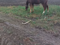 公马, Horses — 照片 1