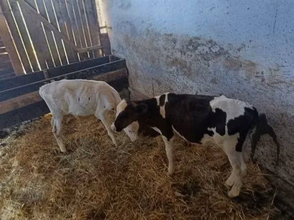 ثور, Russian Black pied cattle