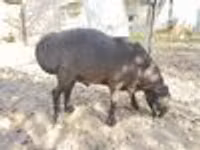 Ram, Hissar sheep — photo 7