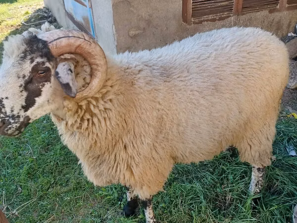 كبش, الأغنام — مولدوفا