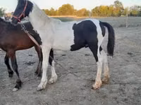 Aygʻir, Friesian — 6-rasm