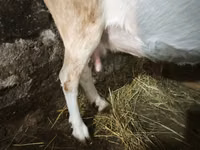 عنزة, Saanen goat — الصورة 2