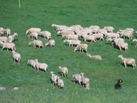 Qoyun, Lacaune sheep — foto 2