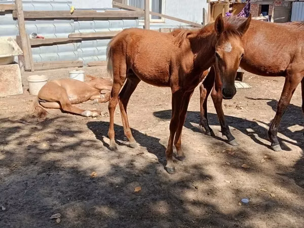 Horse (M), Kazakh horse