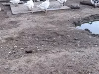 Chickens — 照片 3
