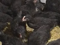 Chickens — फ़ोटो 2