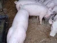 Eber, Schweine — Foto 2