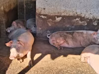 Sow, Pigs — photo 4