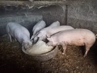 母猪, Pigs — 照片 3