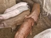 Porcs (lot, sexe non indiqué) — photo 2