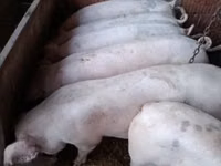Eber, Schweine — Foto 5