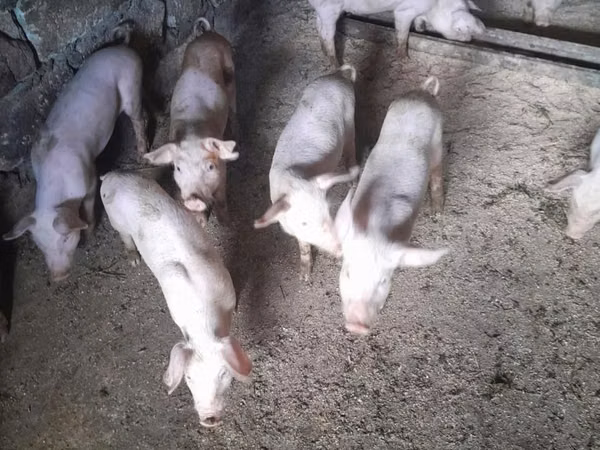 Säue, Schweine — Republik Moldau