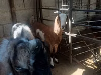 母山羊, Goats — 照片 6