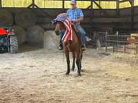 Cheval, Standardbred — photo 5