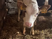 Bou, Simmental cattle — foto 2