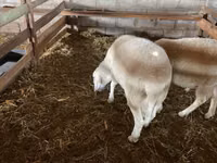 كبش, Assaf sheep — الصورة 4