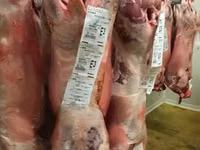 Qoç, Beltex sheep — foto 3