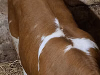 Cow, Charolais cattle — photo 3