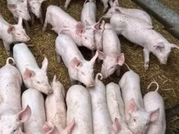 Schweine (Partie, Geschlecht nicht angegeben), Schweine