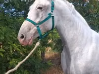 Mare, Lipizzaner — photo 4