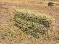 Vind lucernă — foto 2