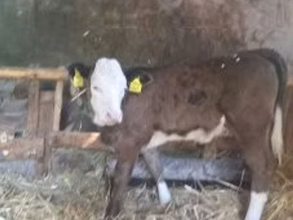 Vaca, Bovinos