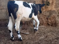 Bulle, Russian Black pied cattle — Foto 7