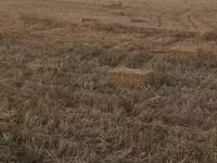 Saman balyaları – xırda (düzbucaqlı) balya - Məzmun: biçindən sonra — Foto 3