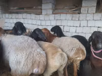 Bélier, Blackheaded Persian sheep — photo 5