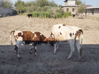 Kuh, Simmental cattle — Foto 1