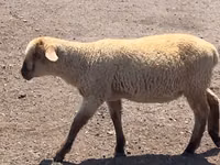 Qoç, Hampshire sheep — foto 7