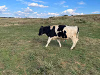ثور, Russian Black pied cattle — الصورة 4