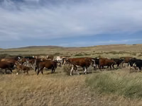 بقرة, Simmental cattle — الصورة 2